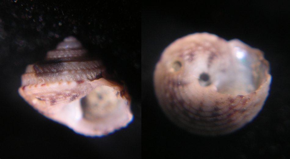 Gibbula guttadauri???